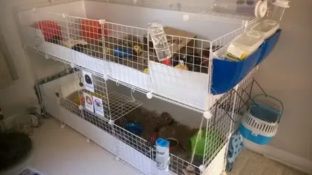 new cage.webp