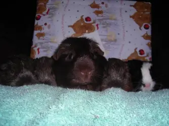 Bess & her 4 babies.webp