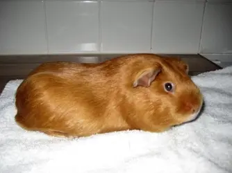 My Guinea Pigs (54).webp