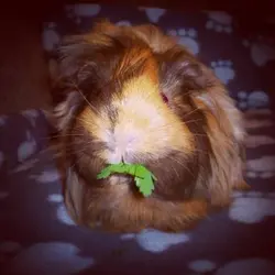 pollypocketpiggle.webp