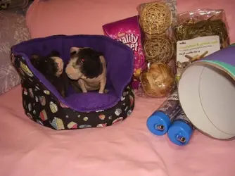 Angus & Tristan 2.webp