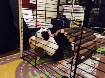 pigs food.webp