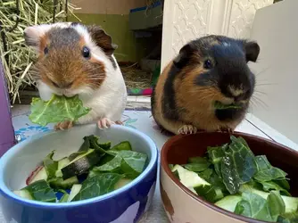 This Piggy Balcony 3.webp This Piggy Balcony 3.webp