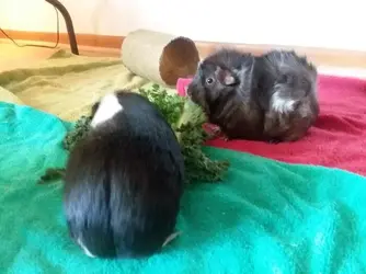 piggies 1.webp