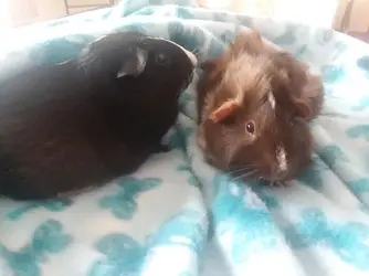 piggies 2.webp
