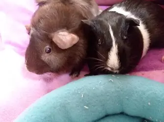 piggies 4.webp