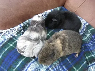 3 girlies relaxing.webp