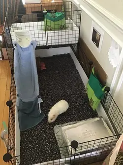 Front of cage.webp