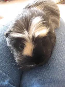 Betsy Lap time.webp Betsy Lap time.webp