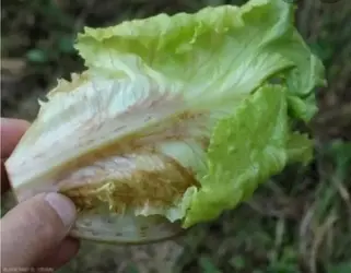 Can guinea pigs eat rusted lettuce The Guinea Pig Forum