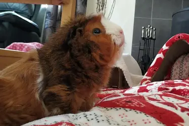 willow.jpg
