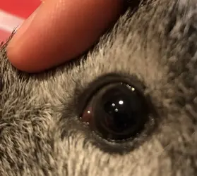 evie-eye.webp