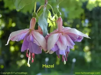 1594321121190.webp