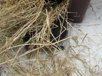 Meg Chooken hiding under hay.webp