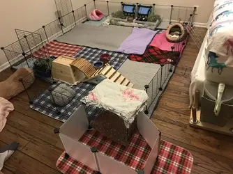 Piggie room 2020.webp