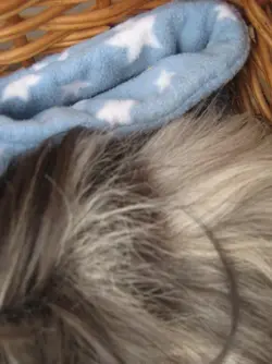 Betsy hair loss 2.webp