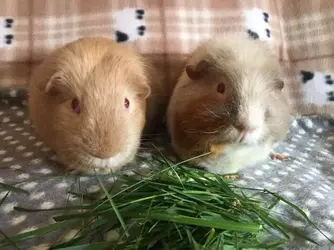 Alfonzo and Freddie.jpg
