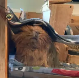 piggie.webp