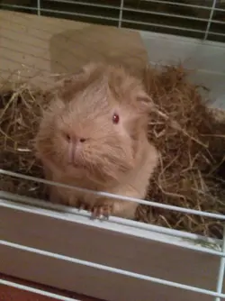Oswald.webp