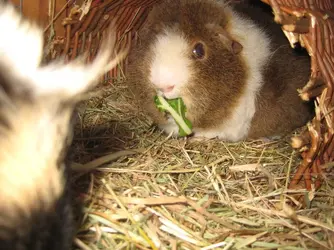 Dennis eating.webp