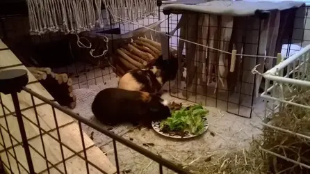 pig25.webp