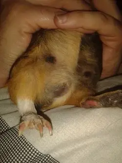 Lumpy tum.webp
