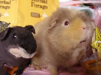 Uncle Piglet & Tinker 1.webp