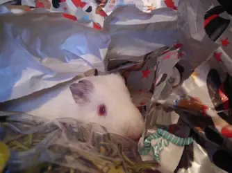 Dangermouse 2.webp