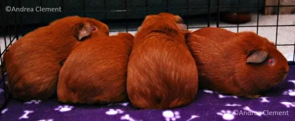 gingerbums.jpg