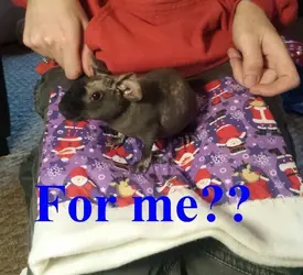 Baby Roo 3.webp