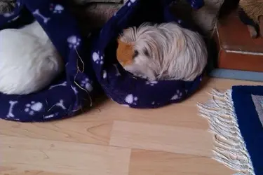 Elvis & Toffee 2.webp