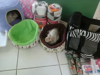 Melba & Angelcake 2.webp