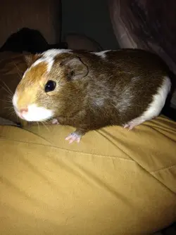 image-25-11-14-11-18-3.webp