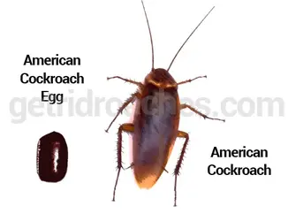 american-cockroach-egg.webp