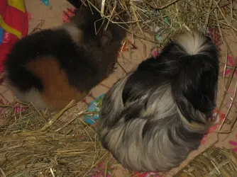 Dennis & Betsy Sharing Hay.webp