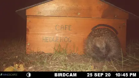 hedgehogcafe259.webp