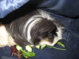 Piggy Napping 3.webp Piggy Napping 3.webp