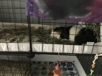Tai sleeping.webp