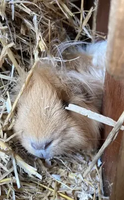 male-guinea-pig-5fa28fa9ceb92.webp