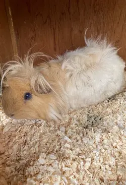 male-guinea-pig-5fa28fa9875d4.webp