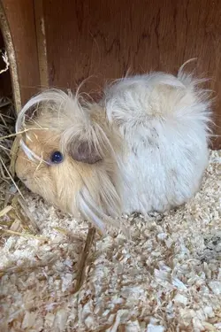 male-guinea-pig-5fa28faa0b5b9.webp