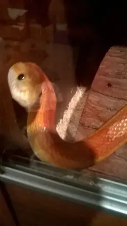 snek 4.webp snek 4.webp