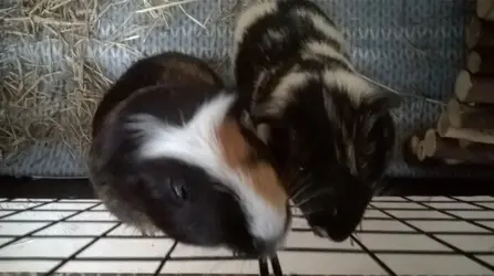 pig37.webp pig37.webp