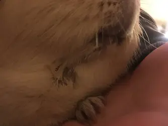 Coconut Fur Loss (1).webp
