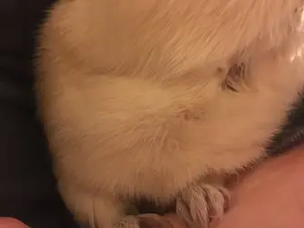 Coconut Fur Loss (3).webp
