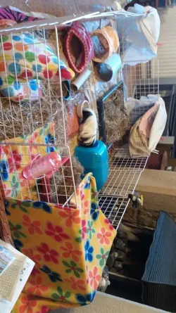 IMG-20180611-WA0001.jpeg IMG-20180611-WA0001.jpeg