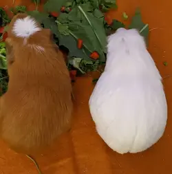 Piggies1.webp