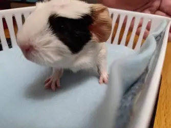 babypig1.webp