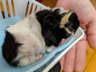 babypig22.webp