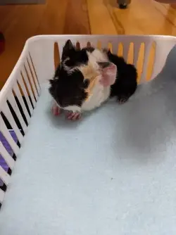 babypig2.webp